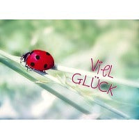 Postkarte Marienkäfer viel Glück