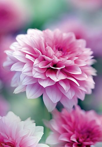 Postkarte pinkige Blume - Avaloon Party-Deko-Geschenke